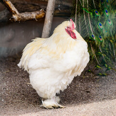 white rooster or chicken portrait of a poultry farming bird on a farm