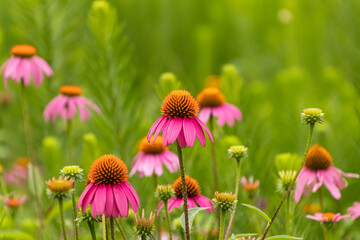 Closeup of Purple Coneflowers in a flower bed with a green background