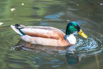 Male Mallard, wild duck (Stockente, Anas platyrhynchos)