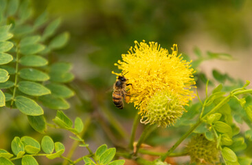 Closeup of a bee on a yellow Goldenball Lead tree flowerball
