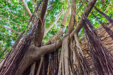 Roots of a tree in Cartagena, Spain