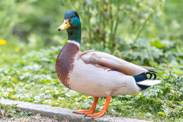 Male Mallard, wild duck (Stockente, Anas platyrhynchos)