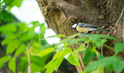 Tit is going to feed the chicks. Tit with a bug in its beak