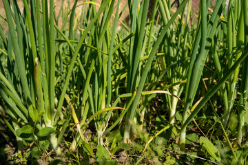Fototapeta premium Fresh rural onion