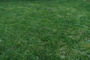 Lawn with grass growing in the ground