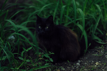 Naklejka na ściany i meble Black cat sits on the ground against the background of green plants