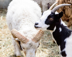 young goat and sheep farm animals outdoor agriculture in a village or on a ranch