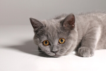 Beautiful British shorthair kitten