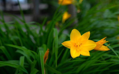 Bush of blooming yellow lily