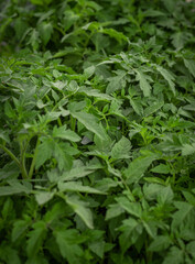 Tomato leaves of tomato sprout background