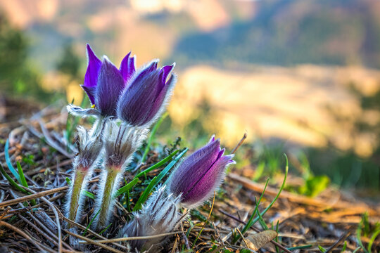 Pulsatilla grandis, the greater pasque flowers. Purple flowers on a blurred background in a springtime. - Powered by Adobe