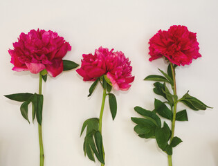 Pink peony flowers on white background. Floral design with simple modern nature background. Minimal flowers concept.