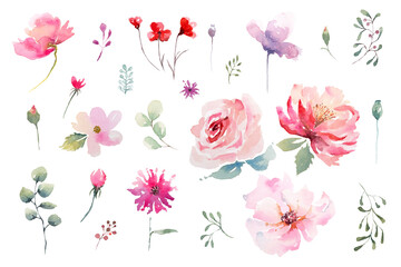 Watercolor drawing elements of rose flowers