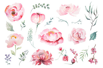 Watercolor drawing elements of rose flowers