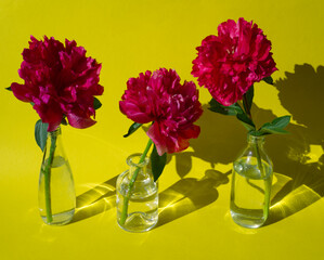 Pink peony in glass on yellow background. Floral design with simple modern background. Minimal flowers concept in hard light with shadows.
