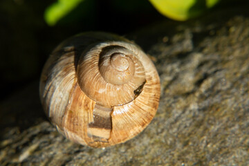 Snail Muller . Large white mollusk snails with striped shell, crawling on vegetables.