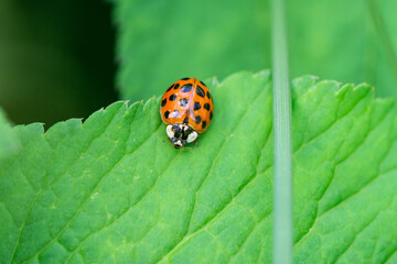 Asian Lady Beetle in Springtime