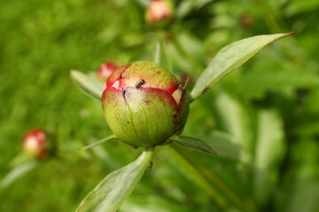 A closeup of an unopened tender bud of a pink peony with ants on it.