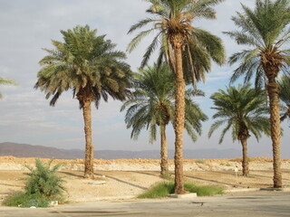 Fototapeta na wymiar Palm trees near Ein Gedi, Israel