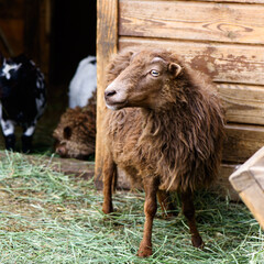 young brown sheep farm animal outdoor agriculture in a village or on a ranch