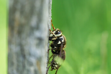 Bald Faced Hornet in Springtime
