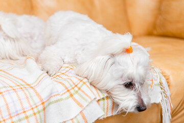 Pedigree pet dog is waiting for food or master