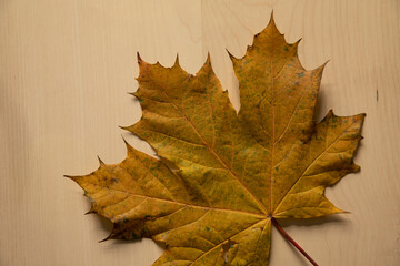 Naklejka na ściany i meble Autumn leaves on wooden background