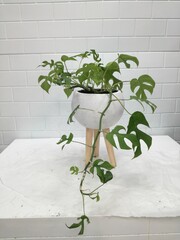 Monstera plant