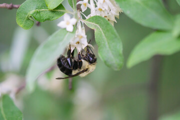 Bumblebee on Autumn Olive Flowers