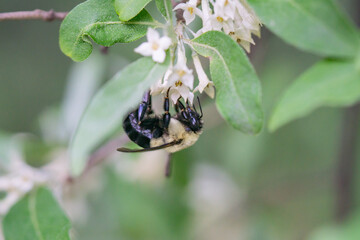 Bumblebee on Autumn Olive Flowers