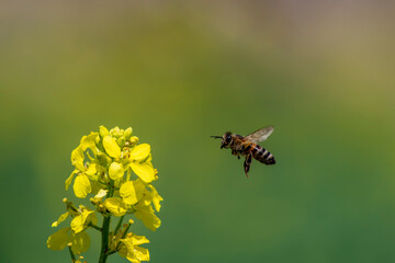 Honey Bee collecting pollen on yellow rape flower against green background