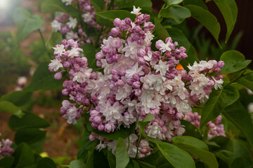 Fototapeta premium Lush lilac branch covered with large lilac flowers on a background of green foliage
