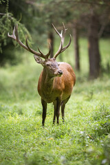 Surprised red deer, cervus elaphus, stag watching around on a glade with green grass and trees in background. Unaware wild animal observing in forest in vertical composition.