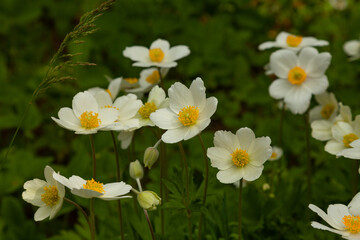Fresh white anemone flowers grow among green grass.