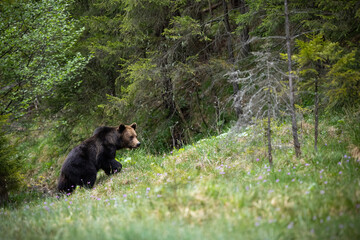 Majestic brown bear, ursus arctos, walking up a slope covered with grass in summer forest. Dominant male animal in natural environment with trees. Furry mammal in its territory.