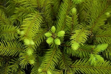 green coniferous background, close up of young fresh fir needles, branches and evergreen coniferous plant growing in the forest