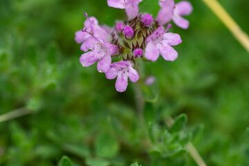 Creeping Thyme Flowers in Springtime