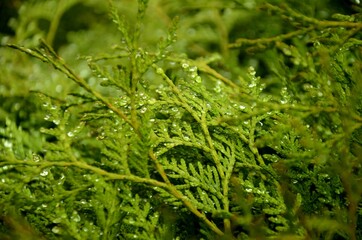 green floral background, close up of branches and leaves of green thuja with water drops. evergreen conifer grows in the park