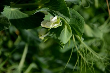  pea bloom, beautiful wild flowers. vegetable growing in the garden, farming organic products.