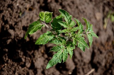 young small tomato plant growing in the soil in the kitchen garden. Organic farm products, healthy and vegetarian food.	