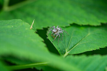 Dimorphic Jumping Spider on Leaf 