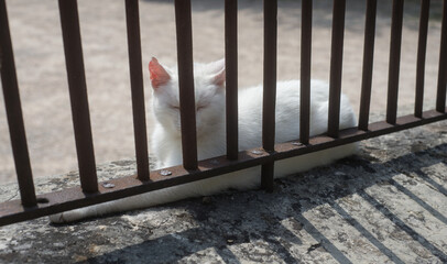 Portrait of white cat lying in the garden by sunny day