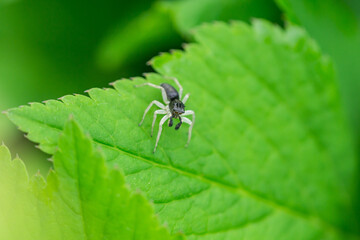 Dimorphic Jumping Spider on Leaf 