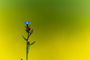 Flowers of green alkanet (Pentaglottis sempervirens), family borage (Boraginaceae) in a Turkey nature