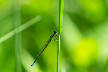 Eastern Forktail Damselfly in Springtime