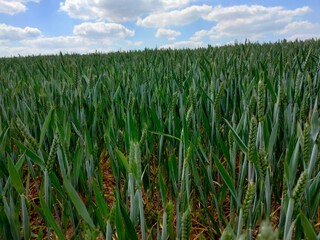 Obraz premium green wheat field