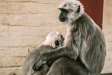 big gray monkey feeds his child on asia street 2
