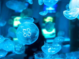 Bright Jellie Fish