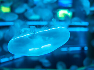 Close up of a jelly fish