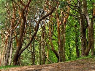 Mystical forest. Tree trunks intertwine.